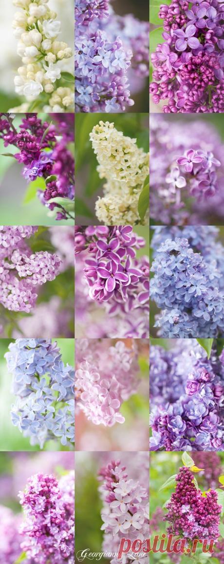 Lilacs | Pinterest: инструмент для поиска и хранения интересных идей