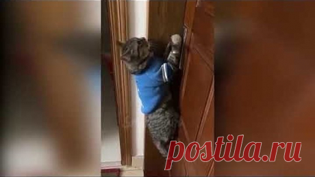 Вот уже и коты заговорили