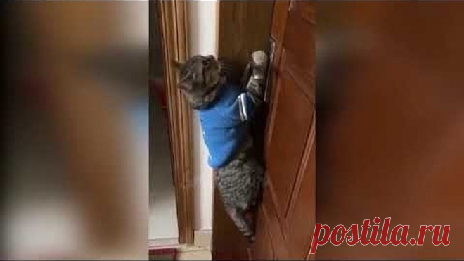 Вот уже и коты заговорили