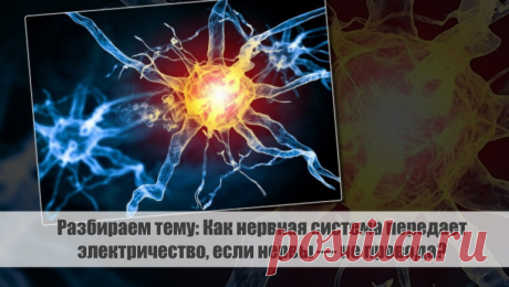 Разбираем тему: Как нервная система передает электричество, если нервы — не провода?