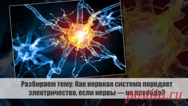 Разбираем тему: Как нервная система передает электричество, если нервы — не провода?