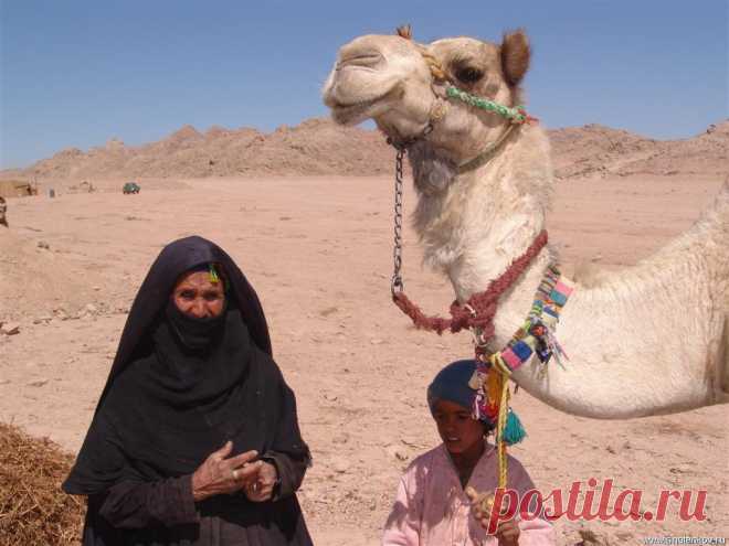 Как кочуют бедуины - Путешествуем вместе