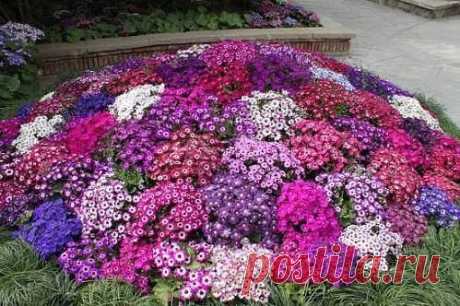 Какие цветы можно сеять под зиму