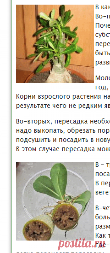 Адениум уход, тонкости ухода за адениумом