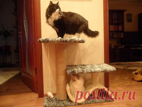 CAT-форум &amp;bull; Просмотр темы - СВОИМИ РУКАМИ (домики, игрушки, игровые комплексы)
