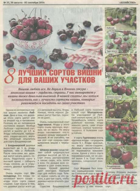 8 лучших сортов вишни для ваших участков