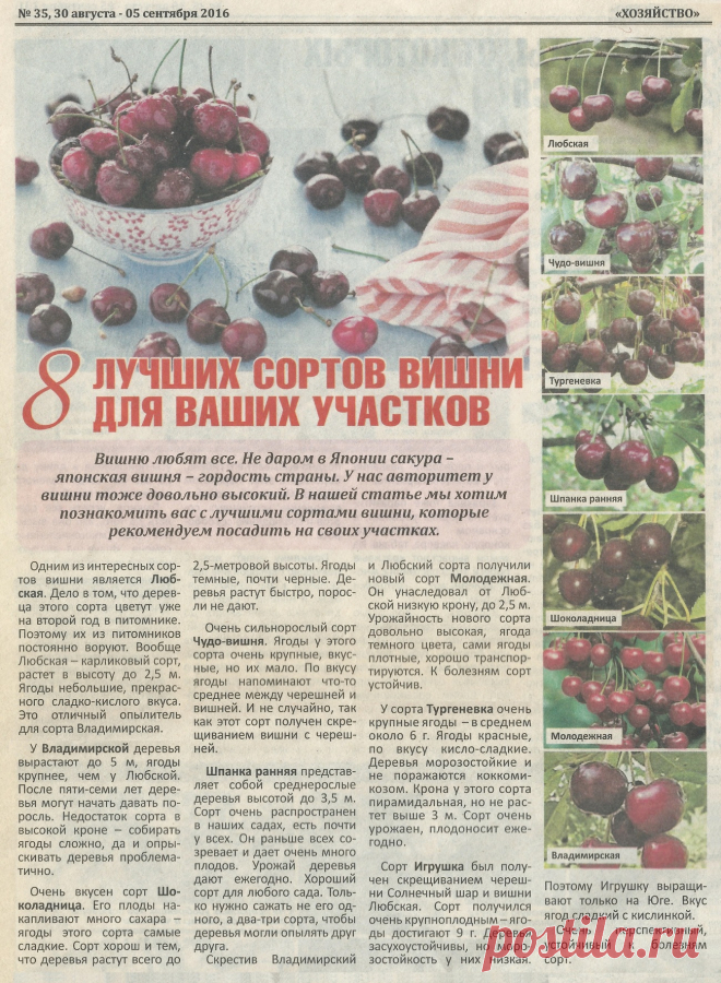 8 лучших сортов вишни для ваших участков