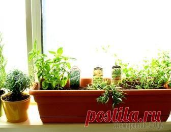 Обустраиваем сад на подоконнике