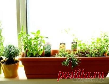 Обустраиваем сад на подоконнике