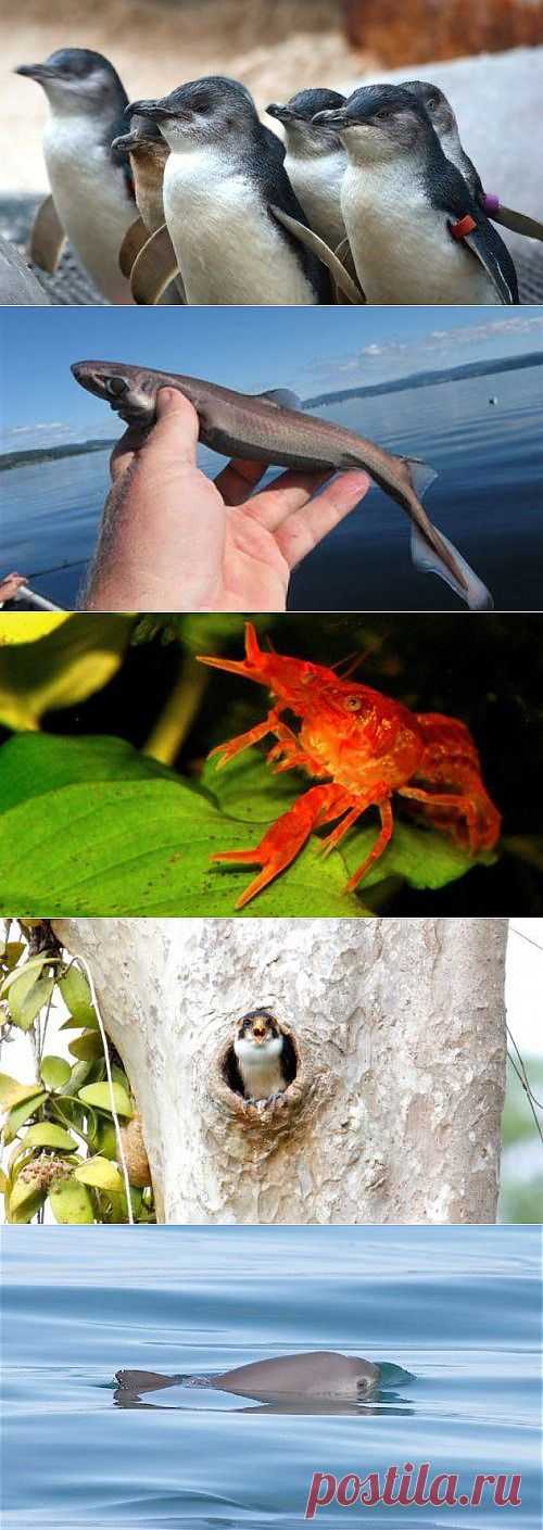 Замечательные крошки / Питомцы