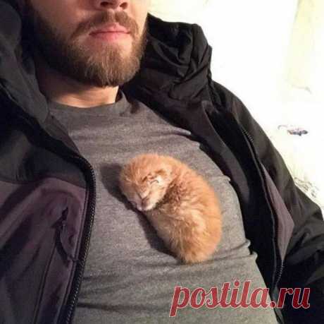 Снимки кошек и собак, которые подарят Вам позитивное настроение