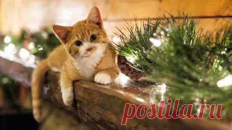 (4) Facebook