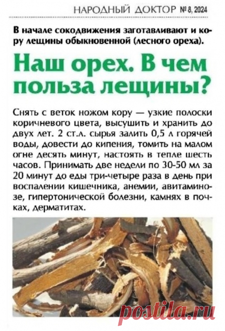В чем польза лещины