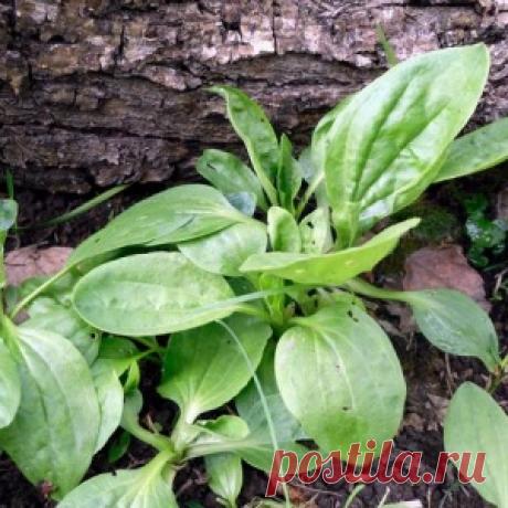 Лесные и полевые растения в саду: подорожники