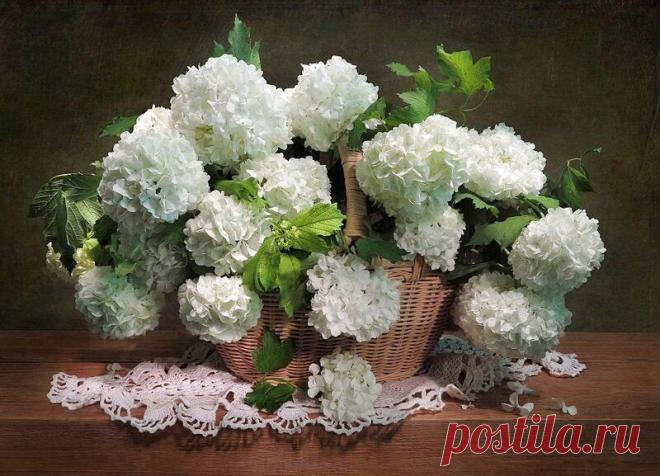 Цветущая калина бульденеж...