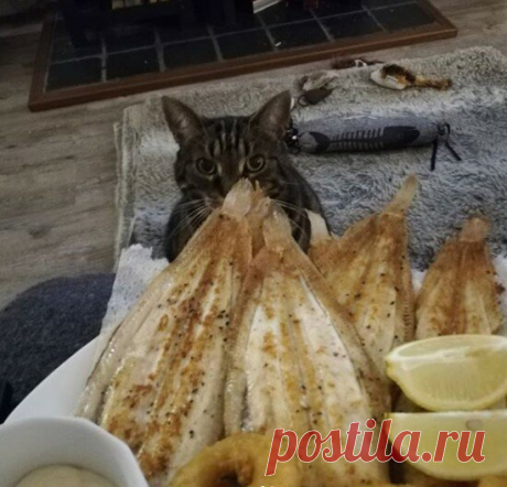 Кошки-рыбки. Подборка забавных фото котов, желающих заполучить рыбку. Улыбнитесь! )) | Мечтательная кошка | Яндекс Дзен