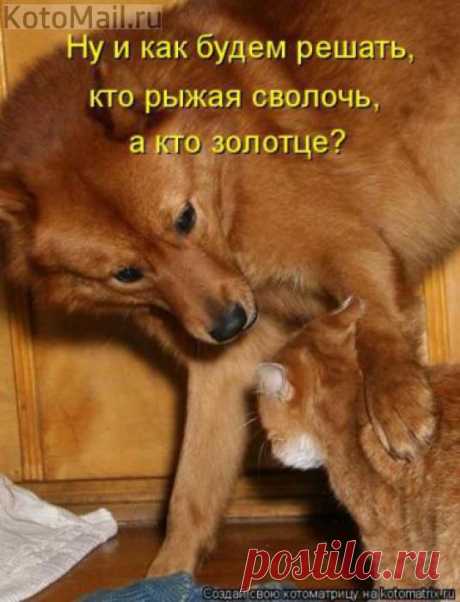 Два дружка | KotoMail.ru