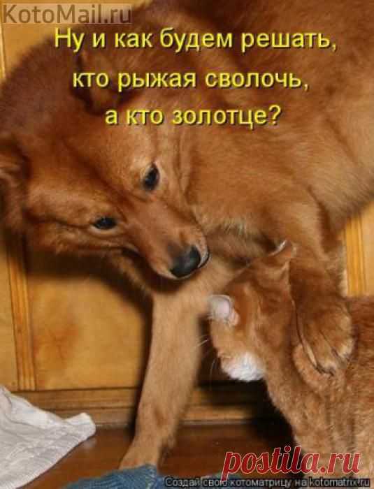 Два дружка | KotoMail.ru