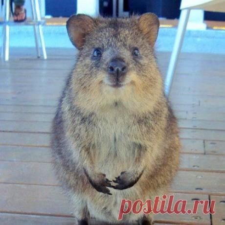 Потому что невозможно отказать этим глазам