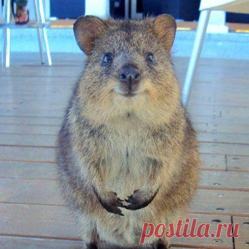 Потому что невозможно отказать этим глазам