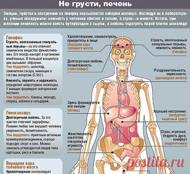 Обида в почках, жадность в кишечнике: болезнетворные эмоции Экология здоровья: Если вы легко поддаетесь обидам, то можно с уверенностью говорить о том, что у вас существуют проблемы с почками. Когда обиды беспочвенны или чрезмерно раздуты, могут появиться кисты. Тяжким грузом на почки ложится чревоугодие. На переработку чрезмерного количества пищи не хватает энергии, и желудок заимствует ее у почек. Болтливость, желание посплетничать, словоохотливость также требуют большог...