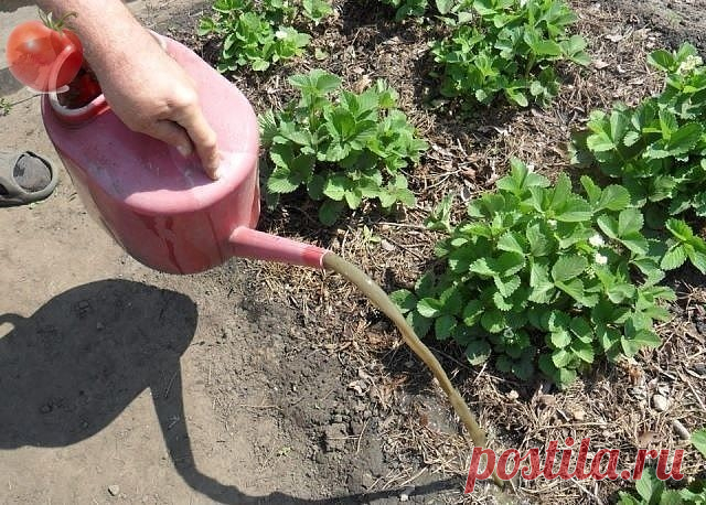 0сновные пропорции по  обработкам и подкормкам:

.
-🥒- ОГУРЦЫ

- Опрыскивание 1 литр сыворотки, 20 кап йода на 10 литров воды от всех болезней. 
- Полив для завязей 1 литр молока на ведро воды, под корень. 

-- ТОМАТЫ 

- Опрыскивание 1 литр сыворотки, 20 кап йода на 10 литров воды. 
- Открытые пузырьки йода в теплице, 1 шт на 2 метра от фитофторы. 
- Опрыскивание от фитофторы фурацилином - 1 таблетка на литр воды. 
- Ведро хвоща, нарвать, накрыть крышкой на 3 дня. Потом ...
