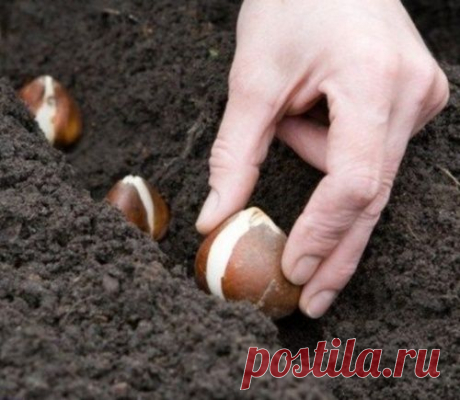 Как посадить тюльпаны осенью: оптимальные сроки и особенности посадки