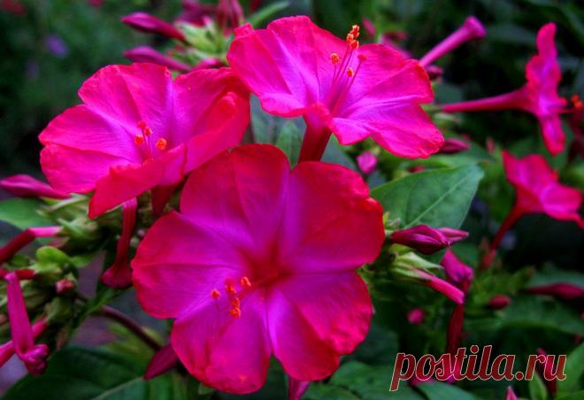 Мирабилис - посадка и уход за "ночной красавицей"