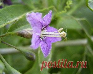 Дереза обыкновенная (волчьи ягоды). Описание, химический состав, противопоказания и лечебные свойства