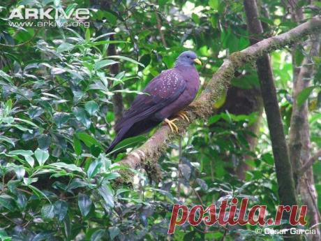 Сем. Голубиные (Columbidae)
Сан-томийский оливковый голубь (Columba thomensis)