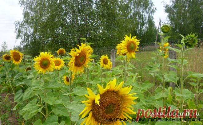 Когда и как собирать семена подсолнуха