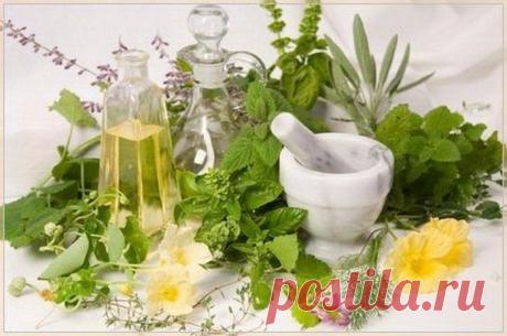 Лекарственные растения от бронхита / Будьте здоровы
