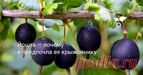 Йошта — почему я предпочла ее крыжовнику Я приняла решение, что на моем новом участке не будет ни одного кустика крыжовника, а сажать я буду его альтернативу — йошту. Что же это за ягоды и чем они лучше крыжовника? Расскажу в своей статье.