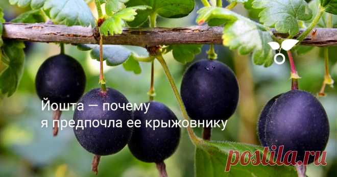 Йошта — почему я предпочла ее крыжовнику Я приняла решение, что на моем новом участке не будет ни одного кустика крыжовника, а сажать я буду его альтернативу — йошту. Что же это за ягоды и чем они лучше крыжовника? Расскажу в своей статье.