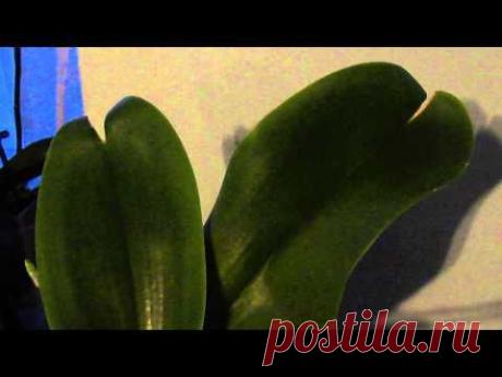 Треснул лист на орхидее- причины Cracked leaf on orchid