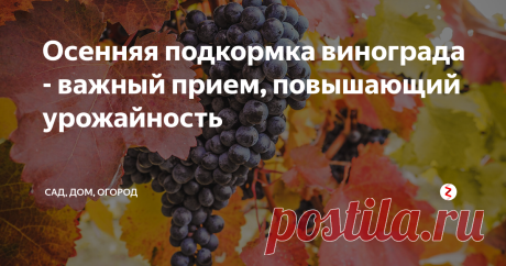 Осенняя подкормка винограда - важный прием, повышающий урожайность Осенняя подкормка винограда – важный агротехнический прием, позволяющий улучшить урожайность в следующем году. Осенью виноград остро нуждается в таких микроэлементах как кальций, цинк, магний и фосфор, ведь он потратил много сил на плодоношение и ему требуется их восстановить. Стоит отметить, что подкармливать виноград начинают только тогда, когда кустам исполнится три года. Молодые растения в так