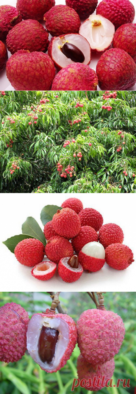 Фрукт Драконий глаз