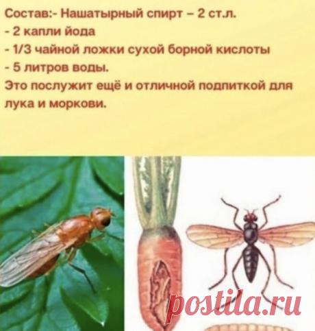Грамотно избавляемся от морковной мухи