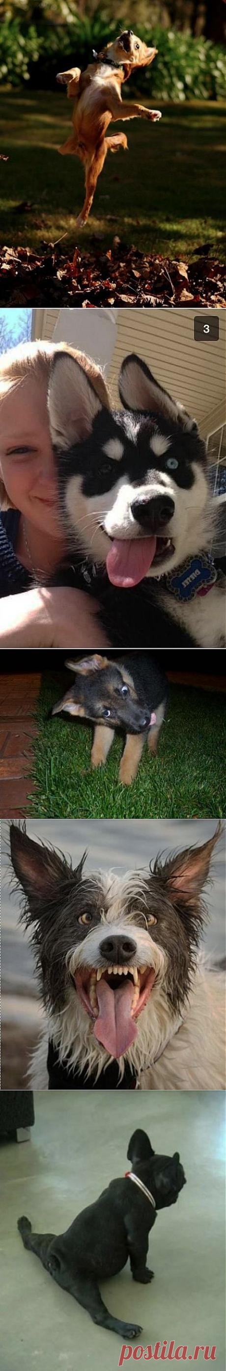 (+1) тема - Собаки-улыбку вызываки :) | Четвероногий юмор