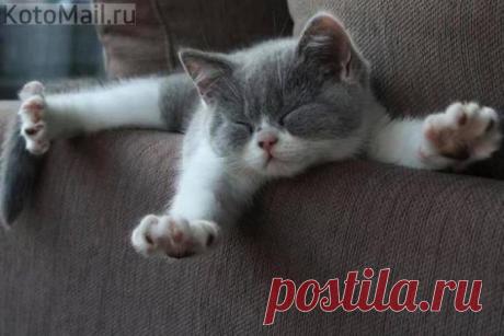 Полеты во сне | KotoMail.ru