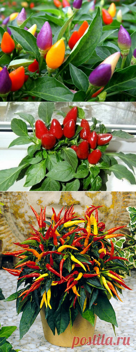 Стоит посадить этот нарядный кустик у себя в квартире, он не только поможет очистить воздух от вредных микробов, но и от энергии | Все о домашних цветах | Яндекс Дзен