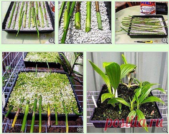 Размножение фаленопсисов в домашних условиях - Дневники - Passiflora.ru - Форум
