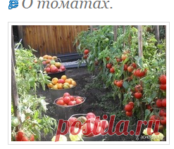 О томатах.