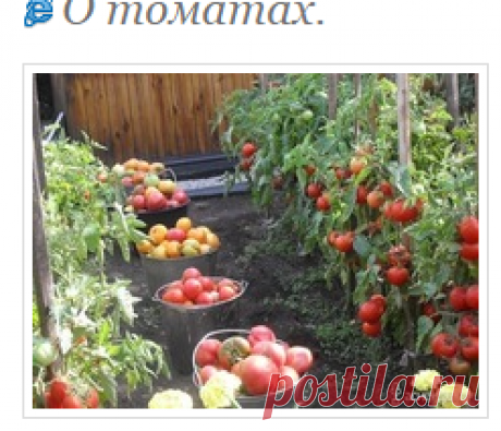 О томатах.