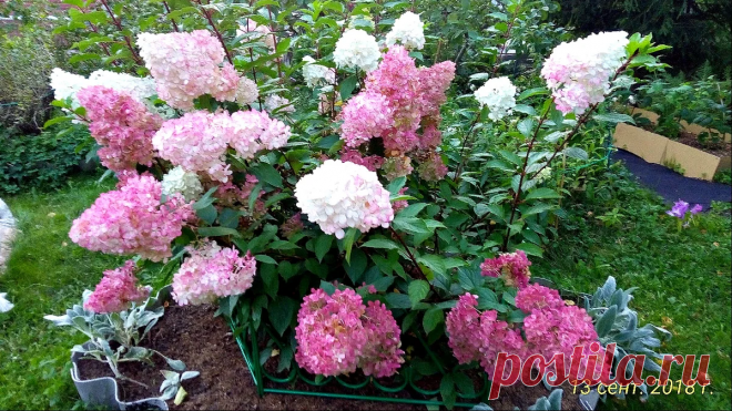 Необычная подкормка для моей гортензии | Василиса Абрамова | Яндекс Дзен