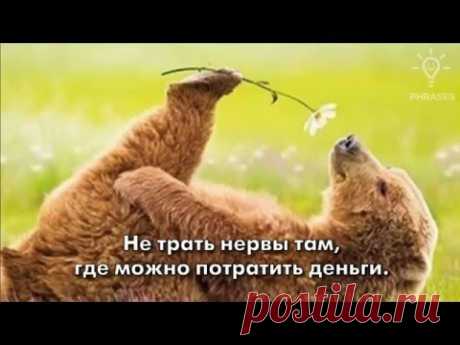 Мудрые ироничные фразы о жизни + забавные картинки  1