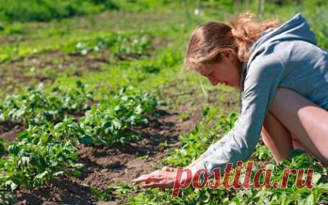 Проволочник. Когда начать борьбу с этим коварным вредителем? | Животные