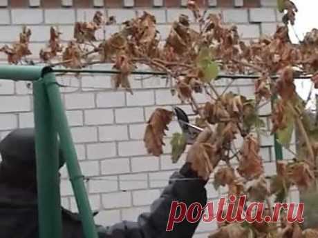▶ Формировка винограда на арку - YouTube