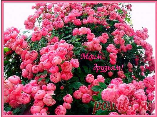 Друзья,живите много лет и каждый день творите чудо.Пусть,СЧАСТЬЕ с Вами,будет всюду, Как Солнца утреннего свет. Друзья мои, храни Вас Бог, и тех, кто Вам безмерно дорог. Пусть, будет путь Ваш чист и долог,гостеприимен Ваш порог. Пусть, будет так и только так! И если Ангелам не сложно, чуть-чуть удачи, если можно. Друзья мои, земных Вам благ!