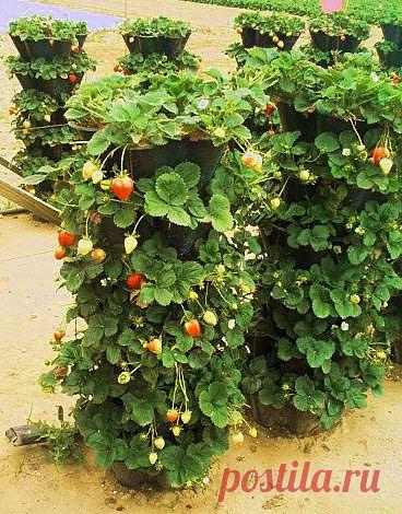 Земляника из блога Румилы.